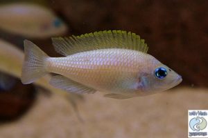 Neolamprologus caudopunctatus Chituta F1