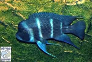Cyphotilapia gibberosa “blue” Karema F1
