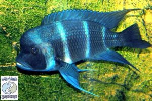 Cyphotilapia gibberosa “blue” Karema F1