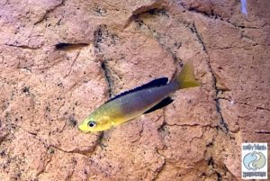 Cyprichromis leptosoma “yellow head” Kekese F1
