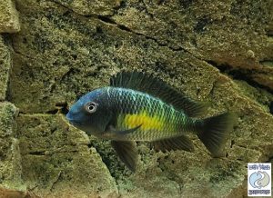 Tropheus moorii “lemon spot” Kalambo F1