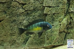 Tropheus moorii “lemon spot” Kalambo F1