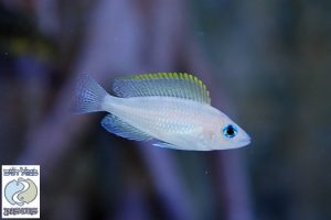 Neolamprologus caudopunctatus Chituta F1