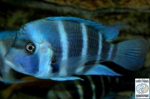 Cyphotilapia gibberosa “blue” Samazi F1