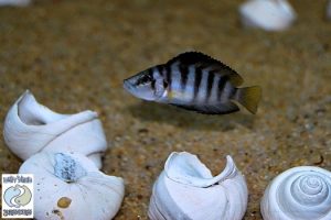 Altolamprologus compressiceps “sp. shell” Sumbu F1