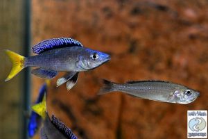 Cyprichromis leptosoma “blue flash” Mpulungu F1