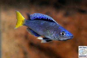 Cyprichromis leptosoma “blue flash” Mpulungu F1
