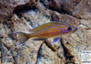 Paracyprichromis nigripinnis “blue neon” Kambwimba F1