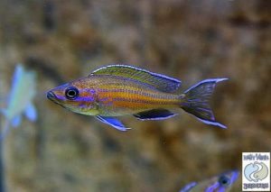 Paracyprichromis nigripinnis “blue neon” Kambwimba F1