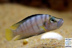 Altolamprologus compressiceps “sp. shell” Sumbu F1