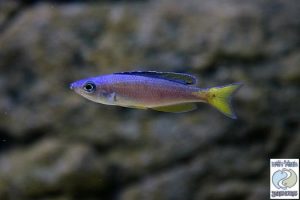 Cyprichromis leptosoma “blue/neon” Tanzania (Kipili) F1