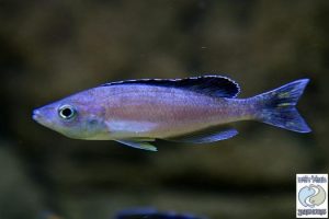 Cyprichromis leptosoma “blue/neon” Tanzania (Kipili) F1