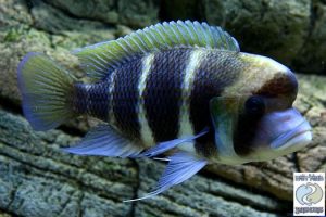 Cyphotilapia sp. north Bulu point F1