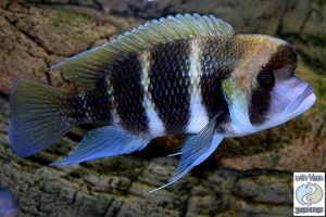 Cyphotilapia sp. north Bulu point F1