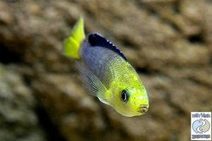 Cyprichromis leptosoma “yellow head” Kipili F1