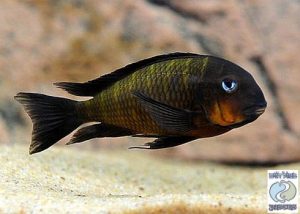 Tropheus sp. Mpimbwe “orange cheek” Msalaba F1
