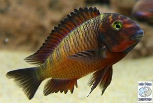 Tropheus sp. red Chimba F1