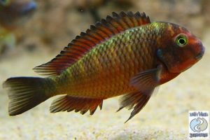 Tropheus sp. red Chimba F1