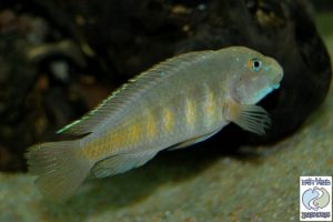 Spathodus erythrodon Kigoma F1