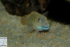 Spathodus erythrodon Kigoma F1