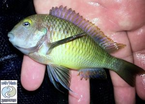 Tropheus moorii “blue yellow rainbow” Malasa F1 – RARE!