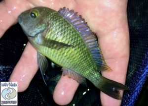 Tropheus moorii “blue yellow rainbow” Malasa F1 – RARE!