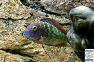 Tropheus moorii “cherry rainbow” Muzi F1