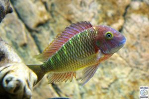 Tropheus moorii “cherry rainbow” Muzi F1