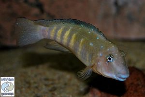 Tanganicodus irsacae Kigoma F1