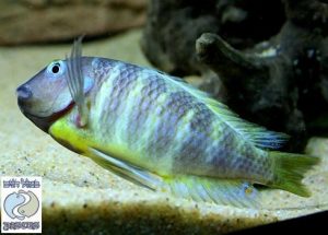 Tropheus brichardi Katonga F1