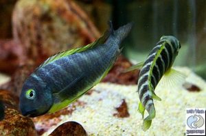 Tropheus brichardi Ujiji F1