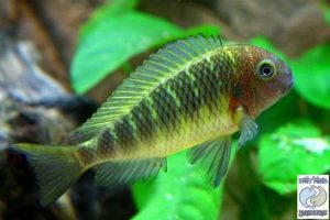 Tropheus moorii “bright yellow” Nkonde F1 – RARE!