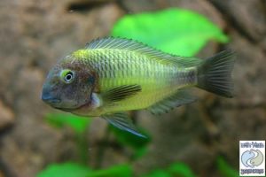 Tropheus moorii “bright yellow” Nkonde F1 – RARE!
